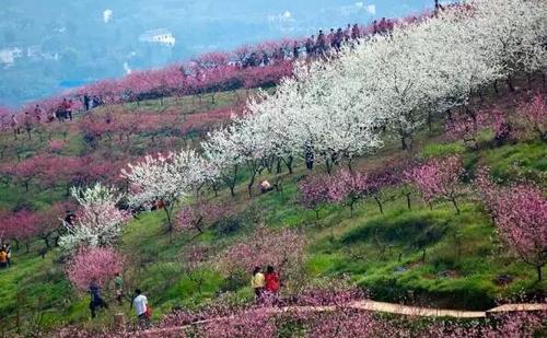 重庆四月份赏花的地方?虎峰山桃花节收费-图3 重庆四月份赏花的地方?虎峰山桃花节收费-图3