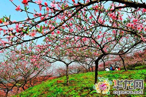重庆四月份赏花的地方?虎峰山桃花节收费-图2 重庆四月份赏花的地方?虎峰山桃花节收费-图2