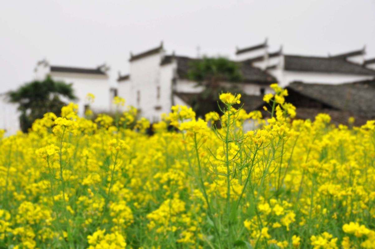 去婺源看油菜花几月份去好?婺源月亮湾看油菜花收费吗-图2 去婺源看油菜花几月份去好?婺源月亮湾看油菜花收费吗-图2