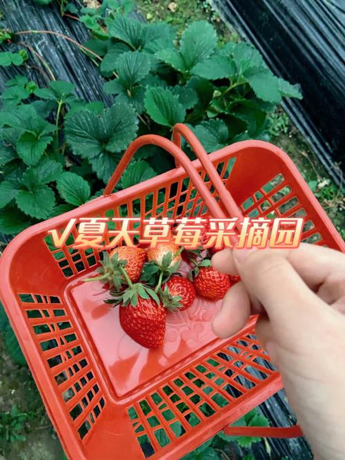 南京室内亲子乐园排名?中山草莓园怎么收费-图2 南京室内亲子乐园排名?中山草莓园怎么收费-图2