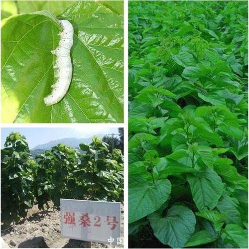 蚕子怎么收集?小桑树怎么收费的-图2 蚕子怎么收集?小桑树怎么收费的-图2