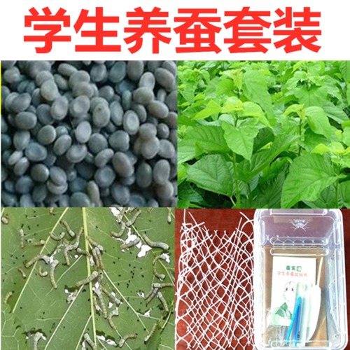蚕子怎么收集？小桑树怎么收费的
