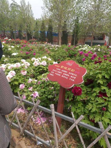 我想知道柏乡的牡丹开了没有?柏乡汉牡丹园收费吗-图2 我想知道柏乡的牡丹开了没有?柏乡汉牡丹园收费吗-图2