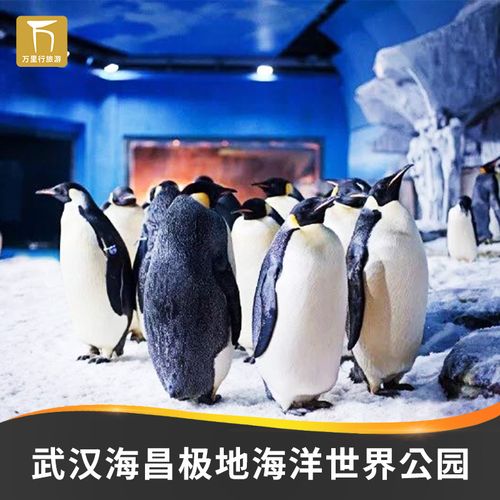武汉海昌极地海洋世界儿童是半票还是全票?武汉极地海洋世界老年人收费-图3 武汉海昌极地海洋世界儿童是半票还是全票?武汉极地海洋世界老年人收费-图3