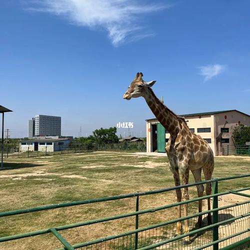 大丰港动物园可以用盐城旅游年卡吗？大丰麋鹿保护区门票之外收费-图3
