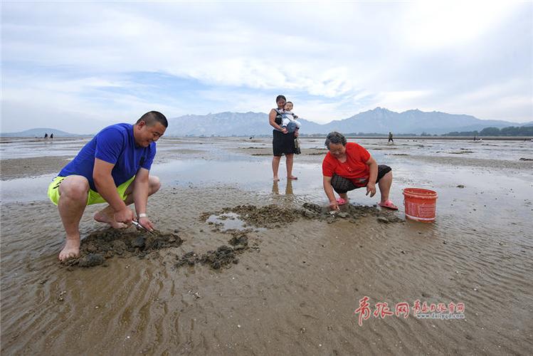 青岛挖蛤蜊最好的地方?会场村赶海园收费-图1 青岛挖蛤蜊最好的地方?会场村赶海园收费-图1