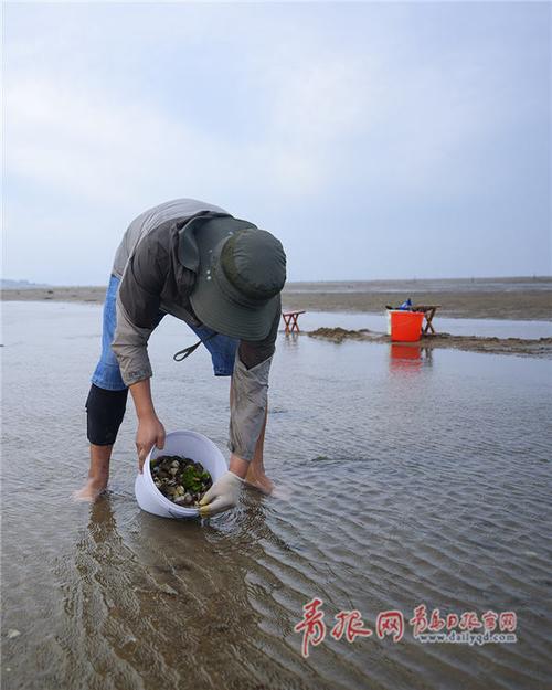 青岛挖蛤蜊最好的地方?会场村赶海园收费-图3 青岛挖蛤蜊最好的地方?会场村赶海园收费-图3