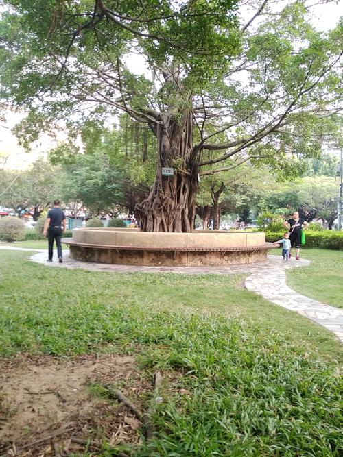 榕树和槐树长在一起为什么?万州福斯德停车场收费-图1 榕树和槐树长在一起为什么?万州福斯德停车场收费-图1