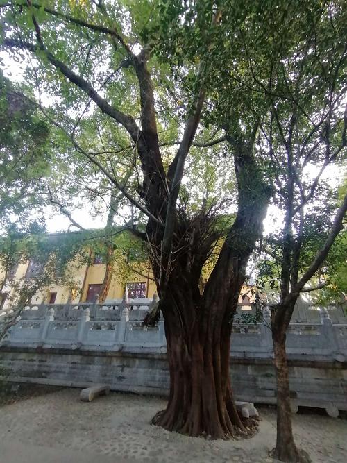 榕树和槐树长在一起为什么?万州福斯德停车场收费-图3 榕树和槐树长在一起为什么?万州福斯德停车场收费-图3