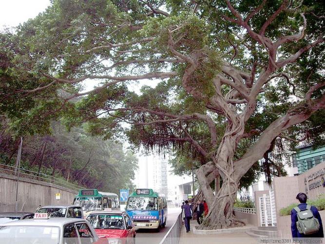 榕树和槐树长在一起为什么?万州福斯德停车场收费-图2 榕树和槐树长在一起为什么?万州福斯德停车场收费-图2