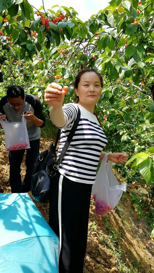 西乡樱桃沟得门票是多少?樱桃沟樱桃怎么收费-图2 西乡樱桃沟得门票是多少?樱桃沟樱桃怎么收费-图2