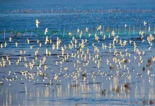 杭州湾湿地公园需要身份证吗?杭州湾湿地公园自行车怎么收费的-图3 杭州湾湿地公园需要身份证吗?杭州湾湿地公园自行车怎么收费的-图3