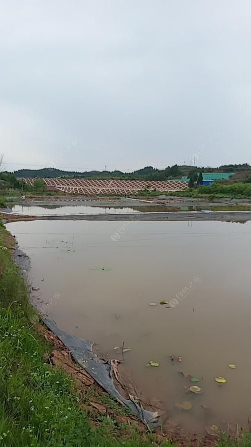 钓鱼按斤塘还是按天划算？斤塘收费规则
