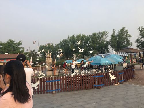 北戴河鸽子窝停车场怎么收费?鸽子窝公园停车场收费标准-图2 北戴河鸽子窝停车场怎么收费?鸽子窝公园停车场收费标准-图2