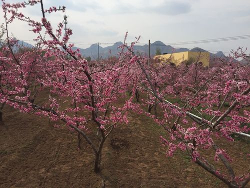 顺平桃花节伊祁山要门票吗?顺平伊祁山景区收费吗-图1 顺平桃花节伊祁山要门票吗?顺平伊祁山景区收费吗-图1
