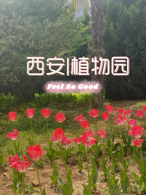 西安电视塔植物园门票？西安市植物园收费