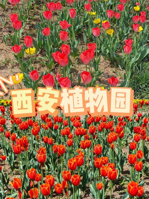 西安电视塔植物园门票?西安市植物园收费-图2 西安电视塔植物园门票?西安市植物园收费-图2