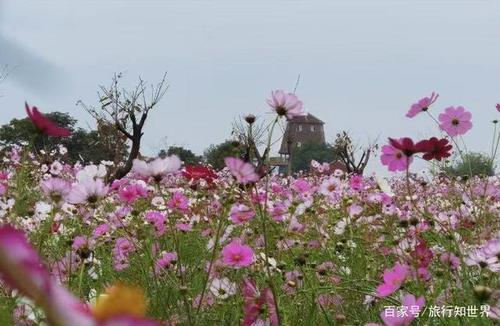 鲜花盛开的地方拍摄地点?兴隆到望京西公交收费-图3 鲜花盛开的地方拍摄地点?兴隆到望京西公交收费-图3