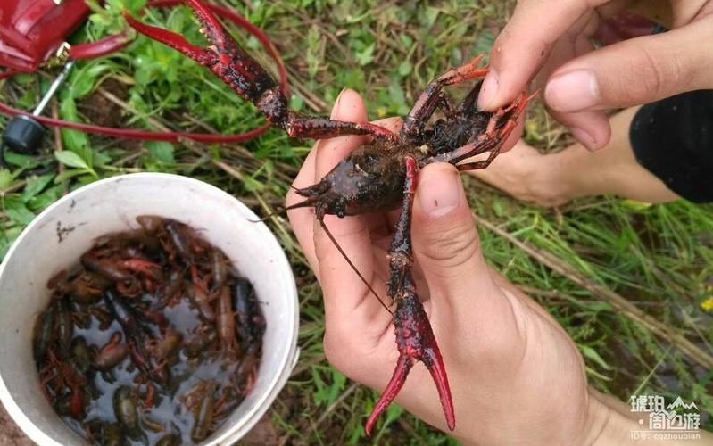 慈溪龙山哪里可以钓小龙虾?慈溪收费钓鱼点-图2 慈溪龙山哪里可以钓小龙虾?慈溪收费钓鱼点-图2