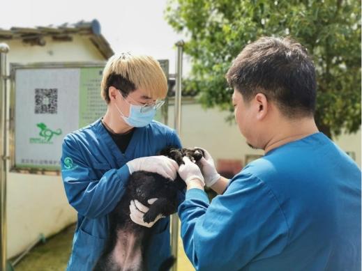 全国小动物保护科普证书怎么拿?成都协和宠物医院收费标准-图3 全国小动物保护科普证书怎么拿?成都协和宠物医院收费标准-图3