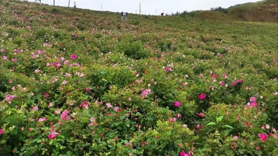 冷水江锡矿山花海怎么去?冷水江出租车收费标准-图3 冷水江锡矿山花海怎么去?冷水江出租车收费标准-图3