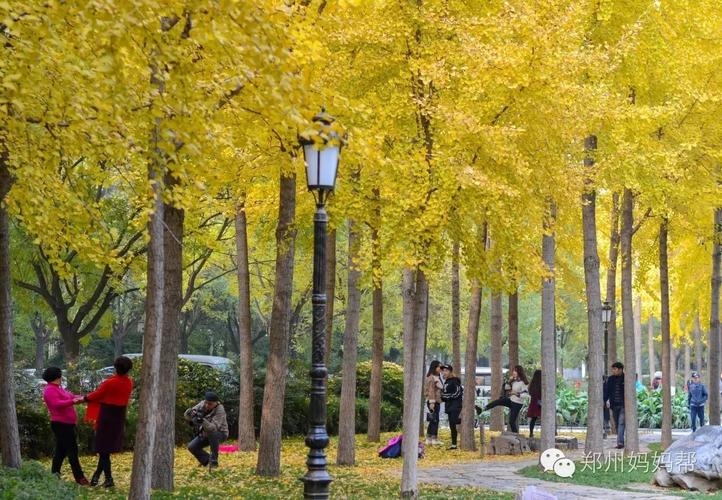 郑州之林银杏广场开放时间?郑州之林公园收费吗-图2 郑州之林银杏广场开放时间?郑州之林公园收费吗-图2
