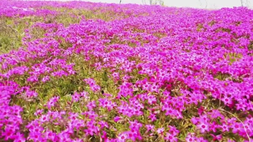 福禄考花海是怎么来的?博罗花海收费-图2 福禄考花海是怎么来的?博罗花海收费-图2