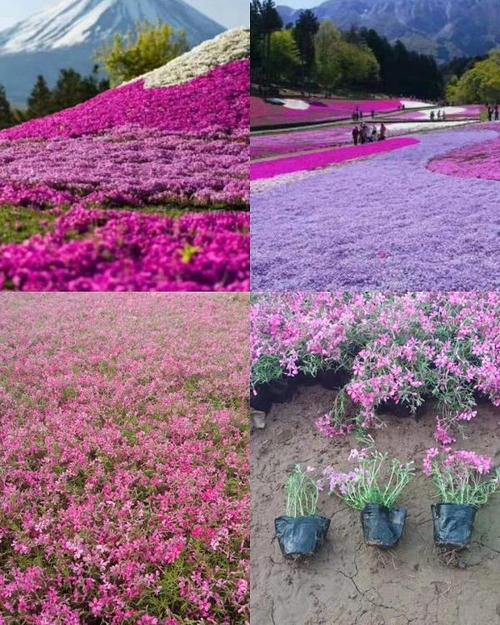 福禄考花海是怎么来的?博罗花海收费-图3 福禄考花海是怎么来的?博罗花海收费-图3