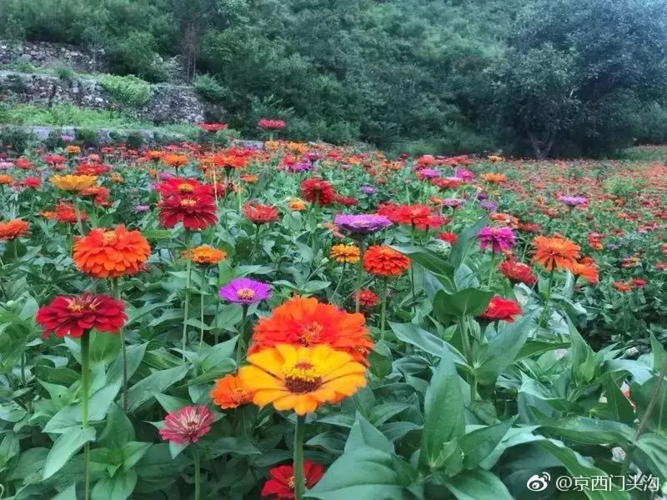 哪里有不要钱的花海？北京禅村收费