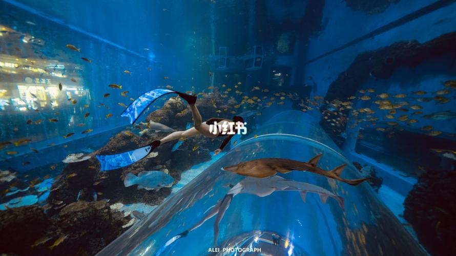 成都两个海洋馆的区别？成都 潜水 收费