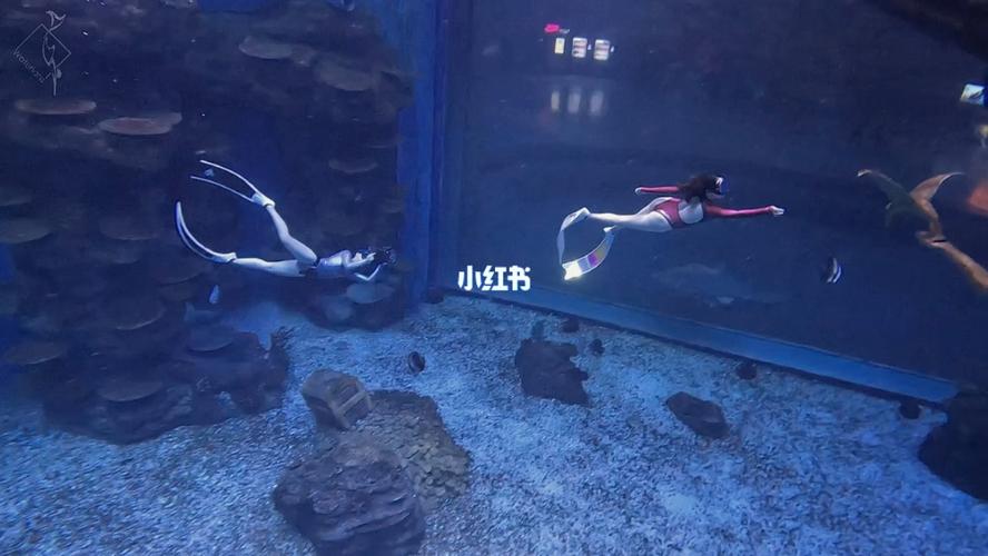 成都两个海洋馆的区别?成都 潜水 收费-图2 成都两个海洋馆的区别?成都 潜水 收费-图2