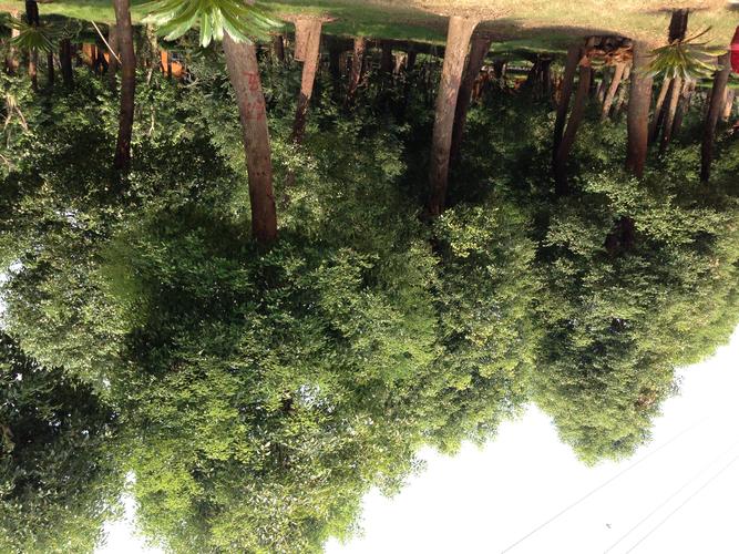 夏天去南京必去的地方?江宁香樟园收费吗-图2 夏天去南京必去的地方?江宁香樟园收费吗-图2