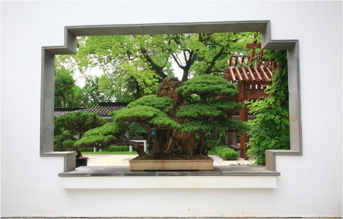 60岁以上全国免费旅游景点?中华盆景园收费-图3 60岁以上全国免费旅游景点?中华盆景园收费-图3