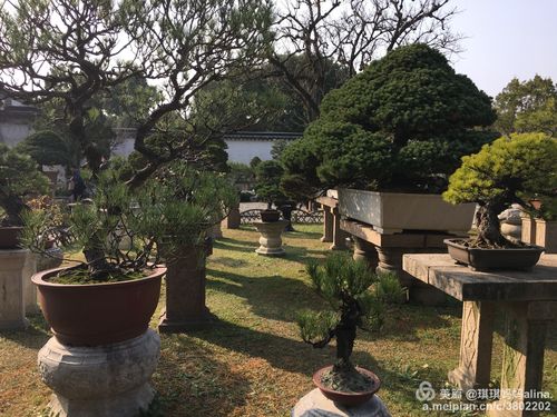 60岁以上全国免费旅游景点?中华盆景园收费-图2 60岁以上全国免费旅游景点?中华盆景园收费-图2