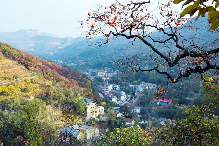 青州柿子沟风景区收费吗?柿子沟收费吗-图2 青州柿子沟风景区收费吗?柿子沟收费吗-图2