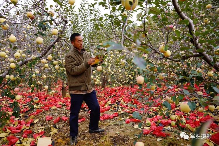 王林苹果何时采摘？苹果采摘园怎么收费