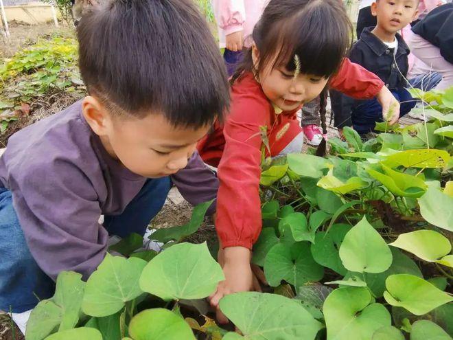 野生地瓜哪些地方有?遵义绿叶幼儿园收费-图1 野生地瓜哪些地方有?遵义绿叶幼儿园收费-图1