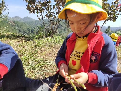 野生地瓜哪些地方有?遵义绿叶幼儿园收费-图2 野生地瓜哪些地方有?遵义绿叶幼儿园收费-图2