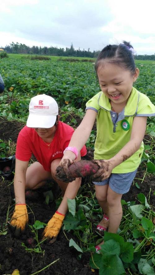 野生地瓜哪些地方有?遵义绿叶幼儿园收费-图3 野生地瓜哪些地方有?遵义绿叶幼儿园收费-图3