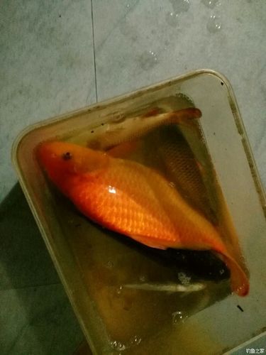 永康哪里能钓黄辣丁?永康钓鱼地点按天收费-图2 永康哪里能钓黄辣丁?永康钓鱼地点按天收费-图2