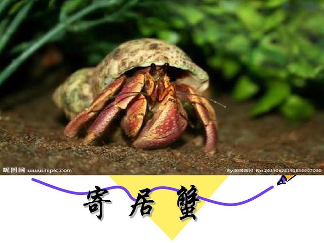 寄居蟹的家读后感30字？大皇宫门口有寄包处收费么