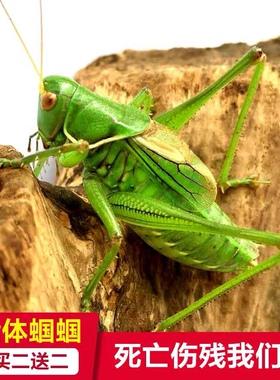 蝈蝈广东可以养吗?广东省取消动物及动物产品收费-图2 蝈蝈广东可以养吗?广东省取消动物及动物产品收费-图2