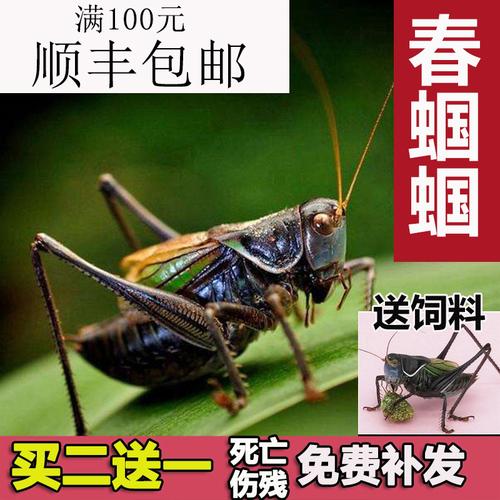 蝈蝈广东可以养吗?广东省取消动物及动物产品收费-图3 蝈蝈广东可以养吗?广东省取消动物及动物产品收费-图3