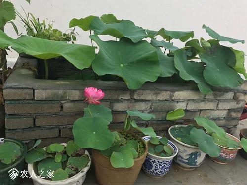 露台种植荷花的方法?想种植大面积的花收费观光看花-图3 露台种植荷花的方法?想种植大面积的花收费观光看花-图3