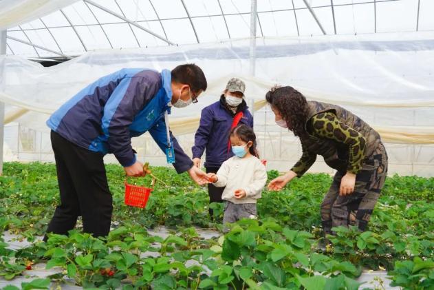 学校组织学生去夏邑县空中草莓体验生活，每个人158元，违法吗？草莓采摘园的收费标准
