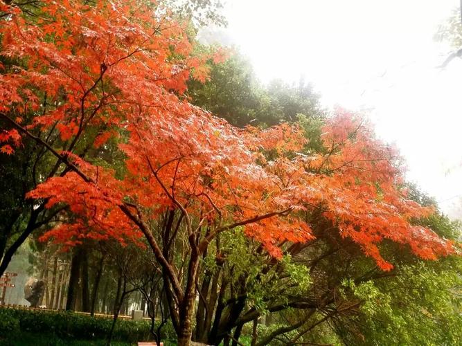 台州有哪些美景美景?黄岩红叶健身房收费-图2 台州有哪些美景美景?黄岩红叶健身房收费-图2