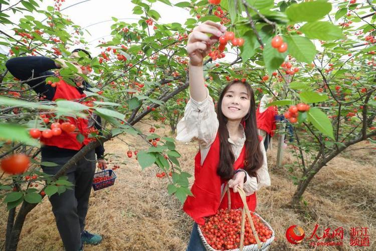 江苏樱桃产地排名?慕湾果园收费-图2 江苏樱桃产地排名?慕湾果园收费-图2