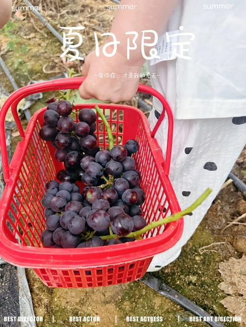 12月佛山哪里有水果采摘园?佛山足球场收费-图2 12月佛山哪里有水果采摘园?佛山足球场收费-图2