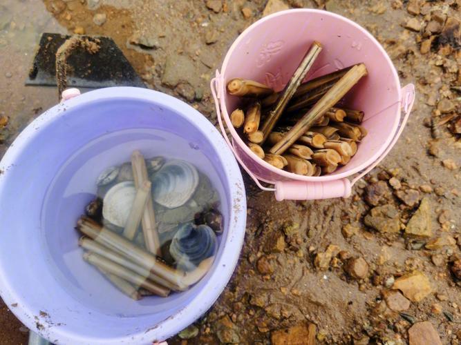青岛下午赶海的最好的地方？红岛不收费赶海的地