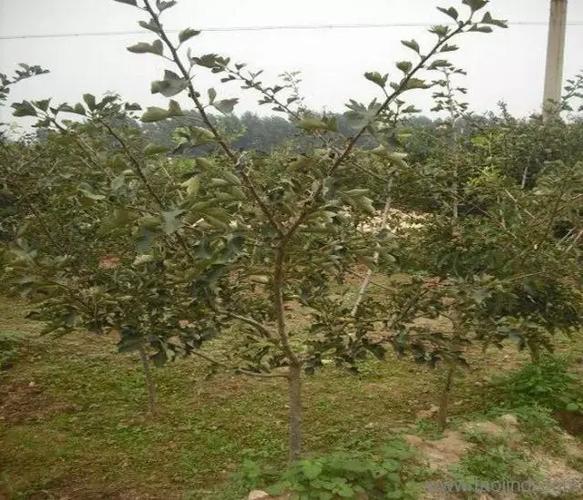 苹果树开花期全株黄叶怎么办?苹果园一区中水收费-图2 苹果树开花期全株黄叶怎么办?苹果园一区中水收费-图2